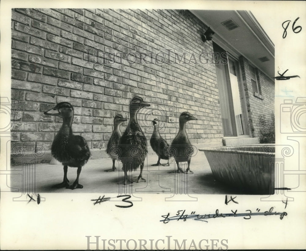 1974 Press Photo Five Ducklings behind Home near Pan of Water- Historic Images