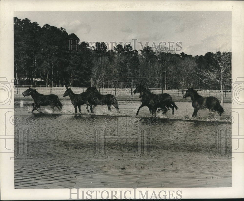 1964 Press Photo Frisky yearlings splash through one of the artesian well ponds.