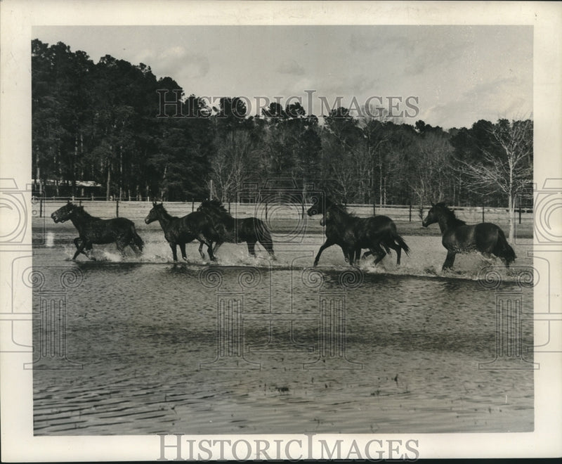 Load image into Gallery viewer, 1964 Press Photo Frisky yearlings splash through one of the artesian well ponds.
