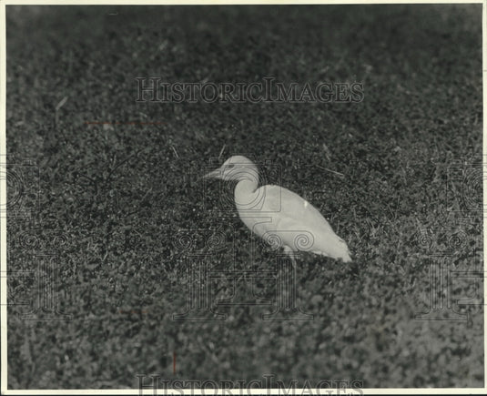 1980 Press Photo Cattle Egret - Louisiana Immigrant - nob02125- Historic Images