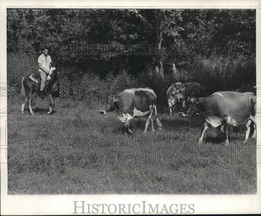 1962 Press Photo Ambrose &quot;Butch&quot; Estay Jr. works part of his 50-head herd- Historic Images