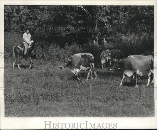 1962 Press Photo Ambrose "Butch" Estay Jr. works part of his 50-head herd- Historic Images