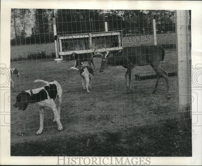 Load image into Gallery viewer, 1965 Press Photo H.B. Fairchild's hounds raised with deer. - nob02532
