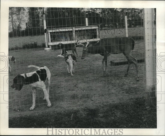 1965 Press Photo H.B. Fairchild's hounds raised with deer. - nob02532