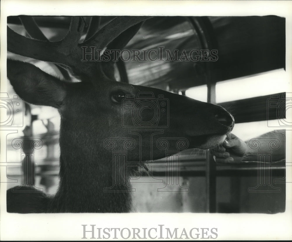 1977 Press Photo Elk- Historic Images