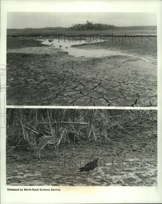 1968 Press Photo Drying lake and wildlife in Everglades, Florida - nob07489- Historic Images