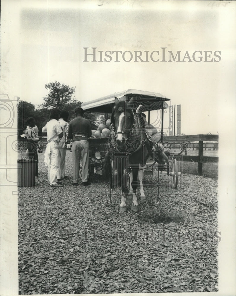 1976 Press Photo Melon wagon, pulled by a solemn steed.- Historic Images