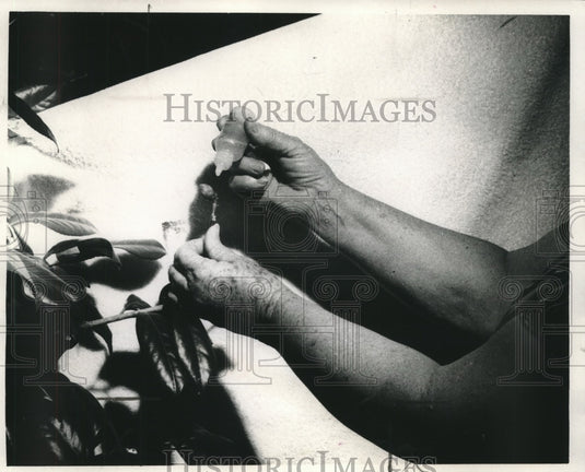 1970 Press Photo Mrs. Breesie A. Ragusa puts a drop of acid on Camellia bud- Historic Images