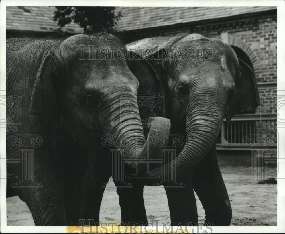 1968 Press Photo Elephants - nob08455