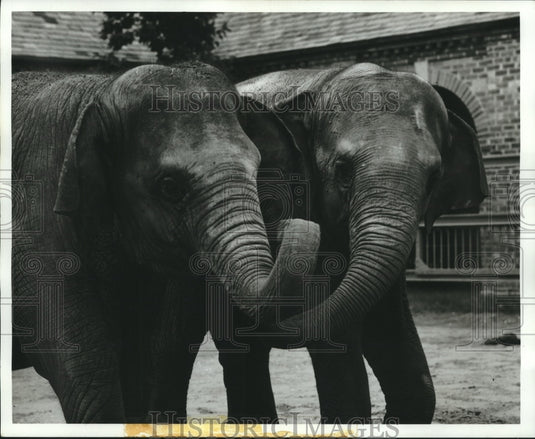 1968 Press Photo Elephants - nob08455