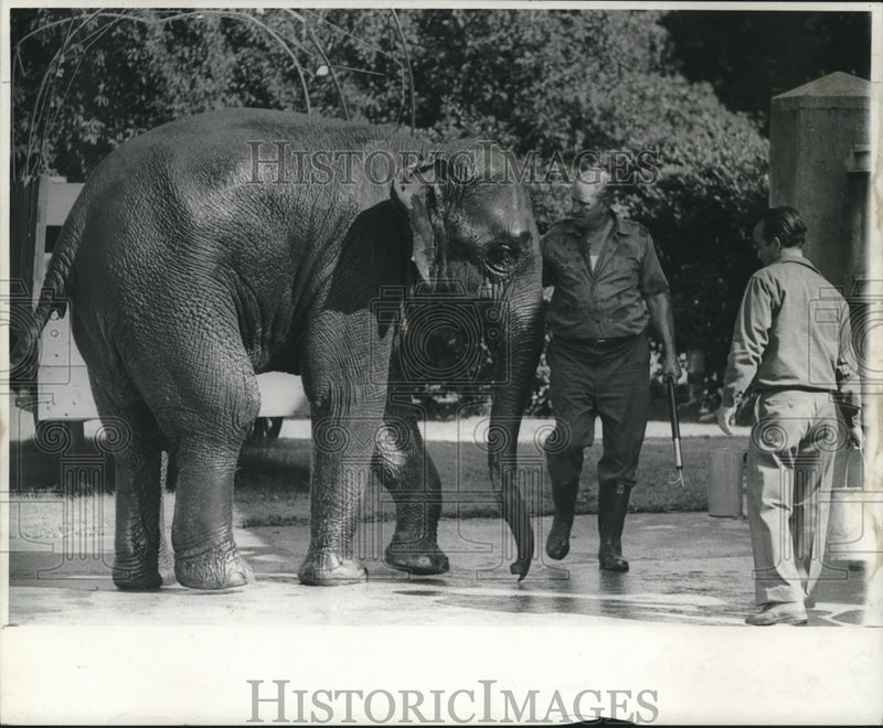 Load image into Gallery viewer, 1970 Press Photo Zoo caretakers give elephant an oil bath. - nob08477
