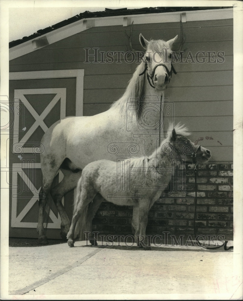 1969 Press Photo Relative size of valuable mini-horse to normal ridding mount