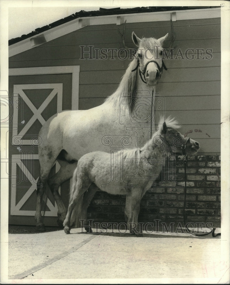 Load image into Gallery viewer, 1969 Press Photo Relative size of valuable mini-horse to normal ridding mount
