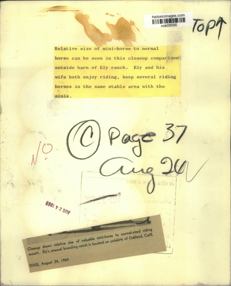 1969 Press Photo Relative size of valuable mini-horse to normal ridding mount