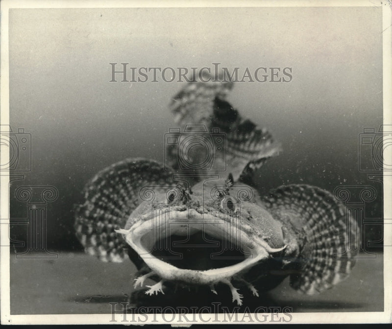 Load image into Gallery viewer, 1968 Press Photo Strange fish Frogfish found in the Gulf of Mexico - nob09249
