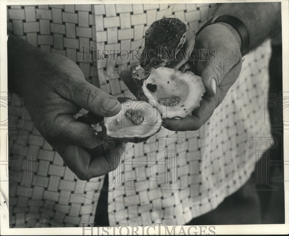 1973 Press Photo Lake Borgne Oysterman Displays Oyster Killed by Fresh Water- Historic Images