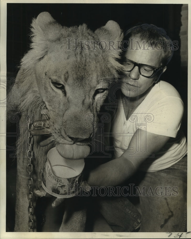 Load image into Gallery viewer, 1969 Press Photo William Gautreaux's African lion Rufus laps up ice cream
