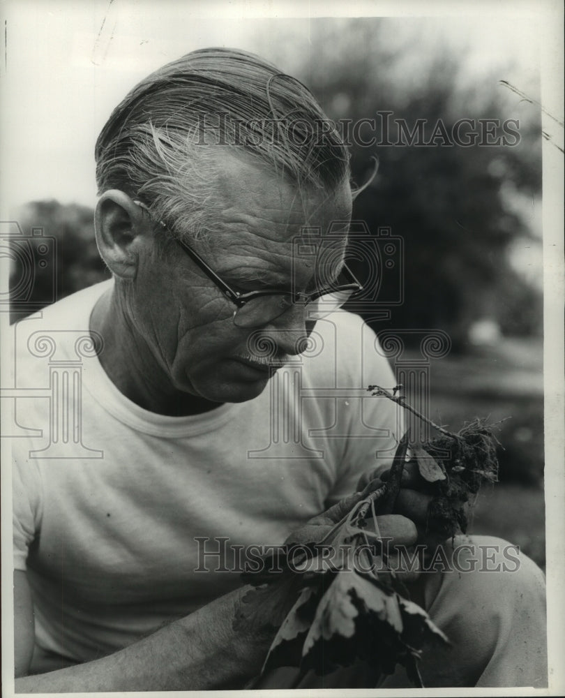  Press Photo Gardens - A man cuts the stem of a small plant- Historic Images