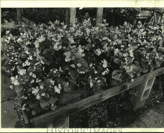 1980 Press Photo Begonia, regular plants in the garden - nob16963