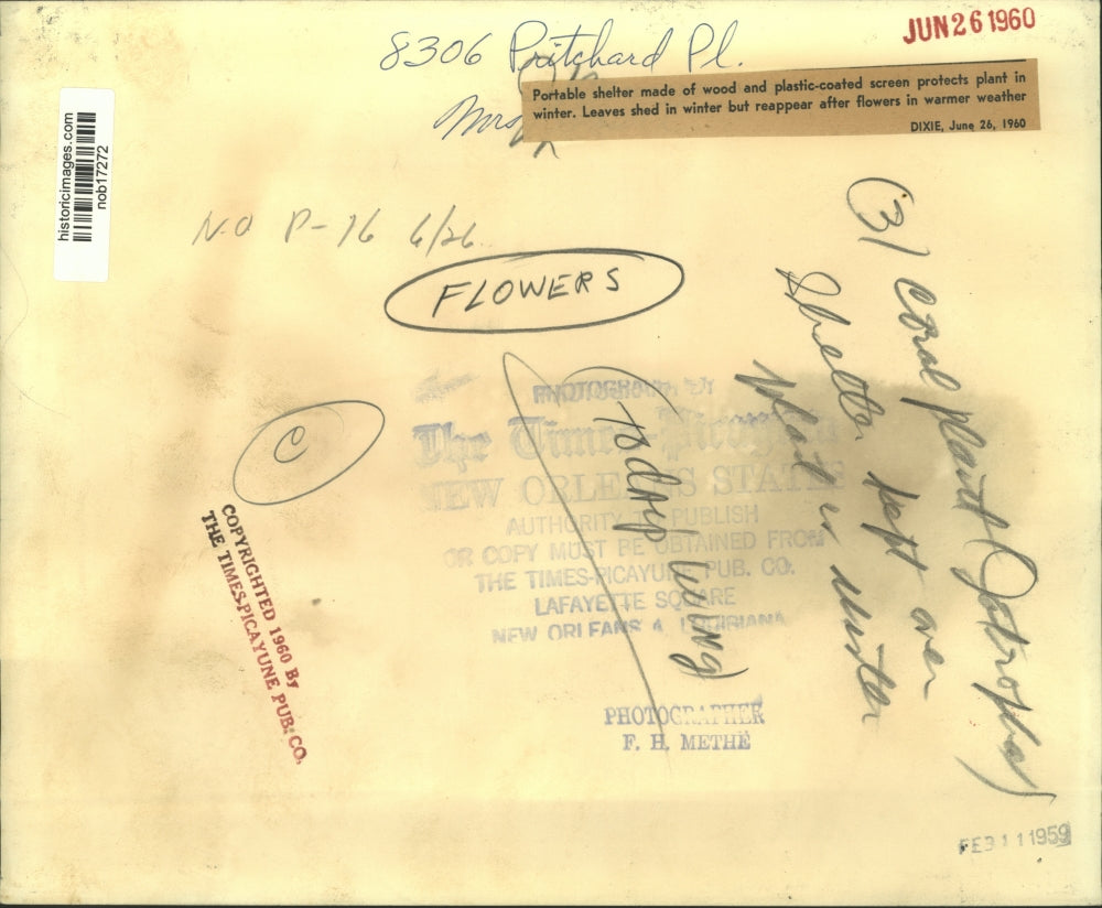 1959 Press Photo Portable shelter over a plant to keep it over winter.