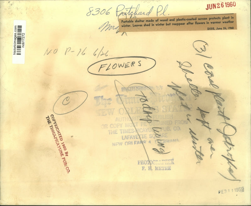 Load image into Gallery viewer, 1959 Press Photo Portable shelter over a plant to keep it over winter.
