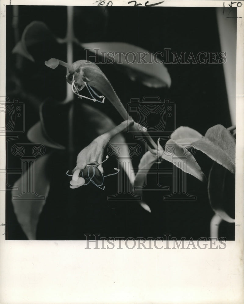 Load image into Gallery viewer, 1962 Press Photo Close-up of Basket Vine Flowers with orange-red color
