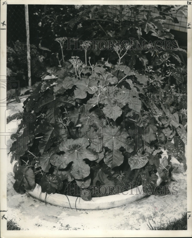 1959 Press Photo Summer Plant Jethropha at home of J.M. Smiths - nob18736