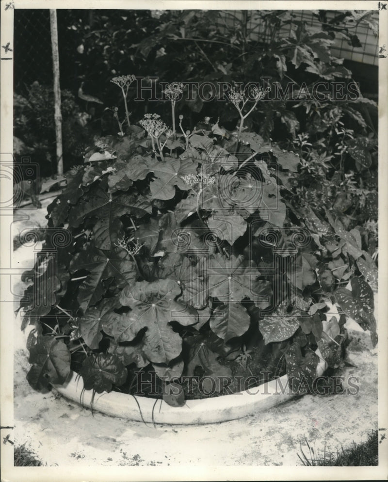 Load image into Gallery viewer, 1959 Press Photo Summer Plant Jethropha at home of J.M. Smiths - nob18736

