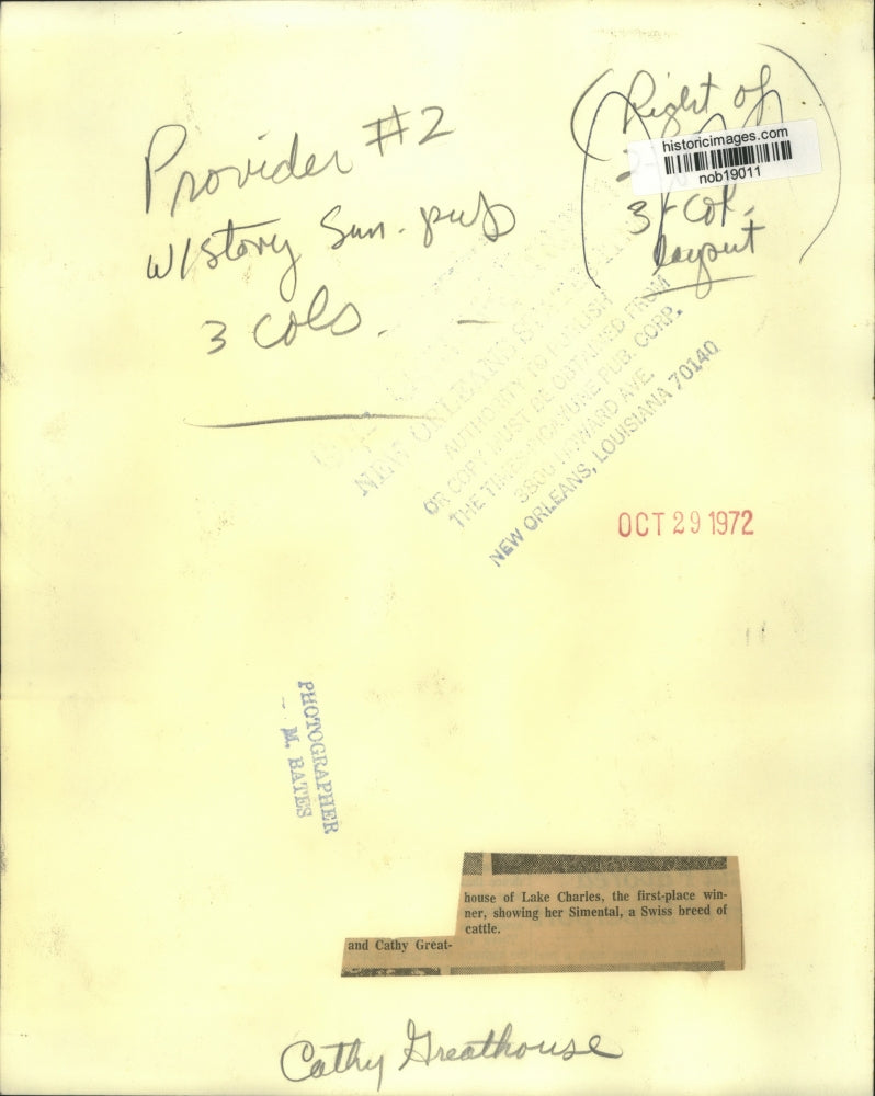 1972 Press Photo Cathy Greathouse showing her Simental, a Swiss breed of cattle