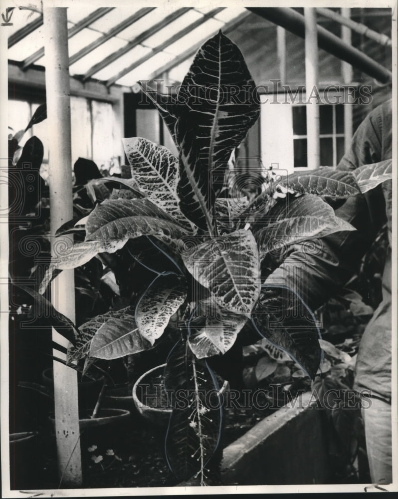 1963 Press Photo Crotens are ideal for adding color to a garden - nob19350
