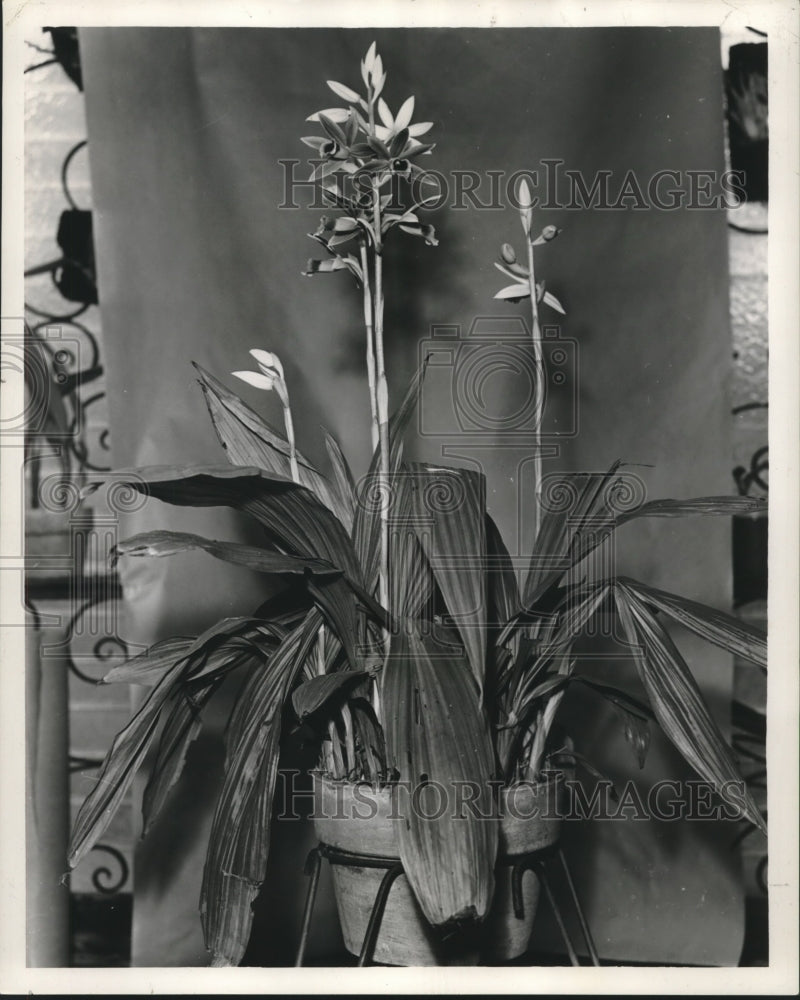 1961 Press Photo Spring-blooming terrestial can stay outdoors except in freeze