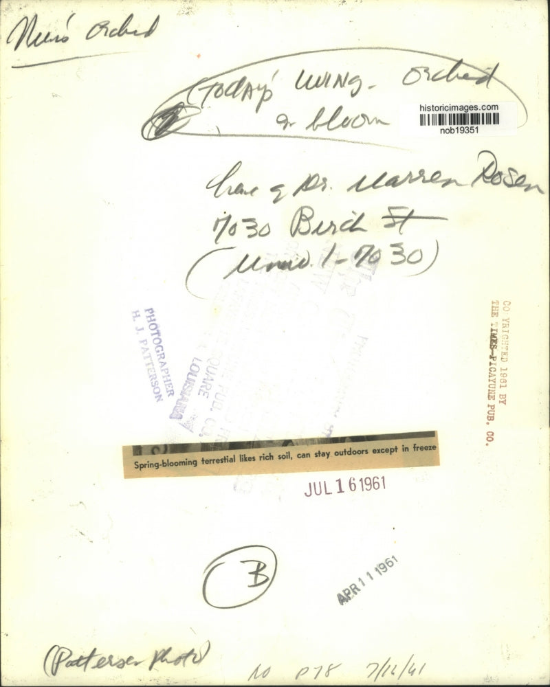 1961 Press Photo Spring-blooming terrestial can stay outdoors except in freeze