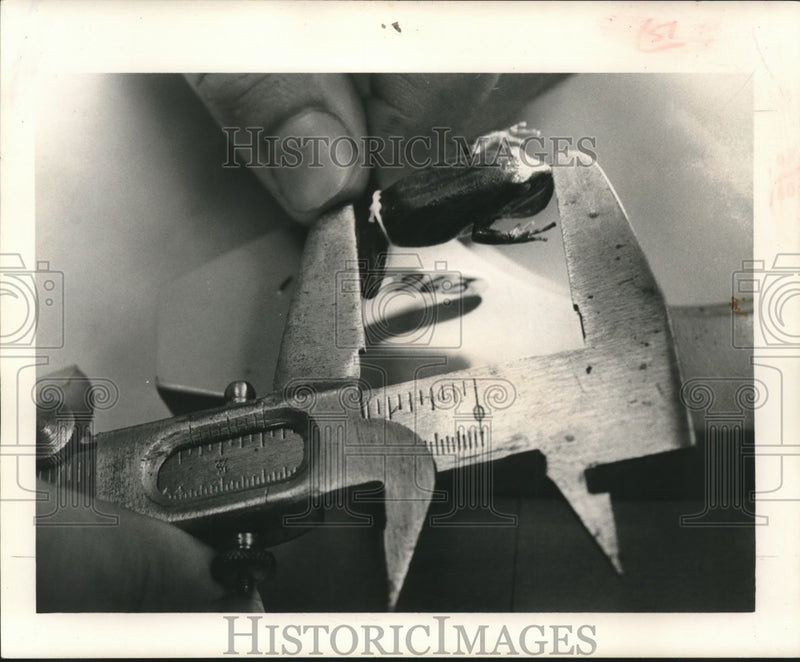 Load image into Gallery viewer, 1964 Press Photo Researcher measured the Chorus Frog, - nob19975
