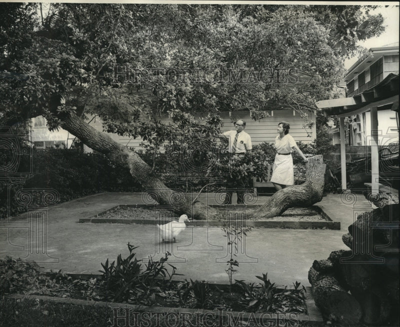 Load image into Gallery viewer, 1972 Press Photo Mr and Mrs Wallace Goodey looking at tree in their yard
