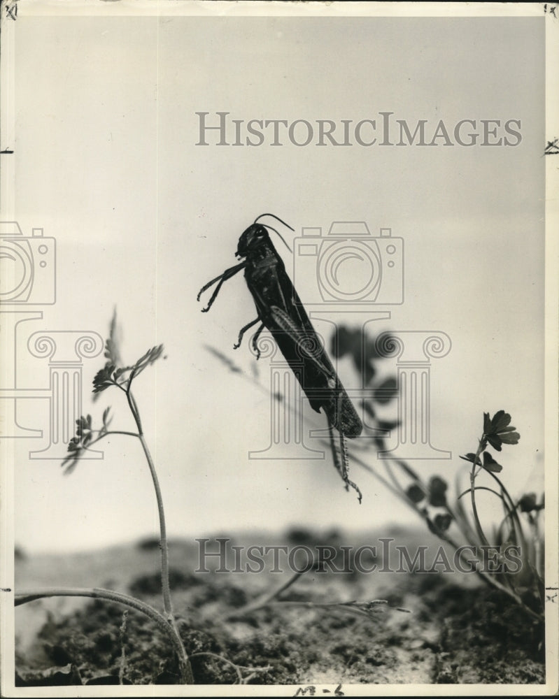 Load image into Gallery viewer, 1953 Press Photo Grasshopper mid jump-Olympic jumper - nob21537

