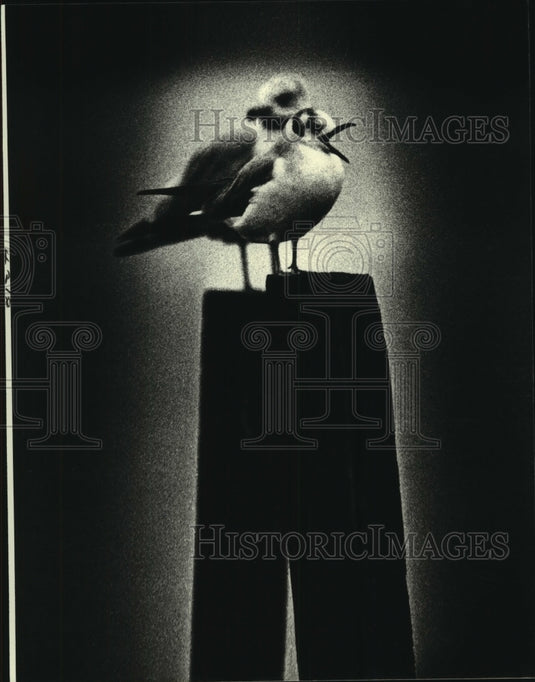 1979 Press Photo Bonaparte's gull in front of a ringbilled gull bird- Historic Images
