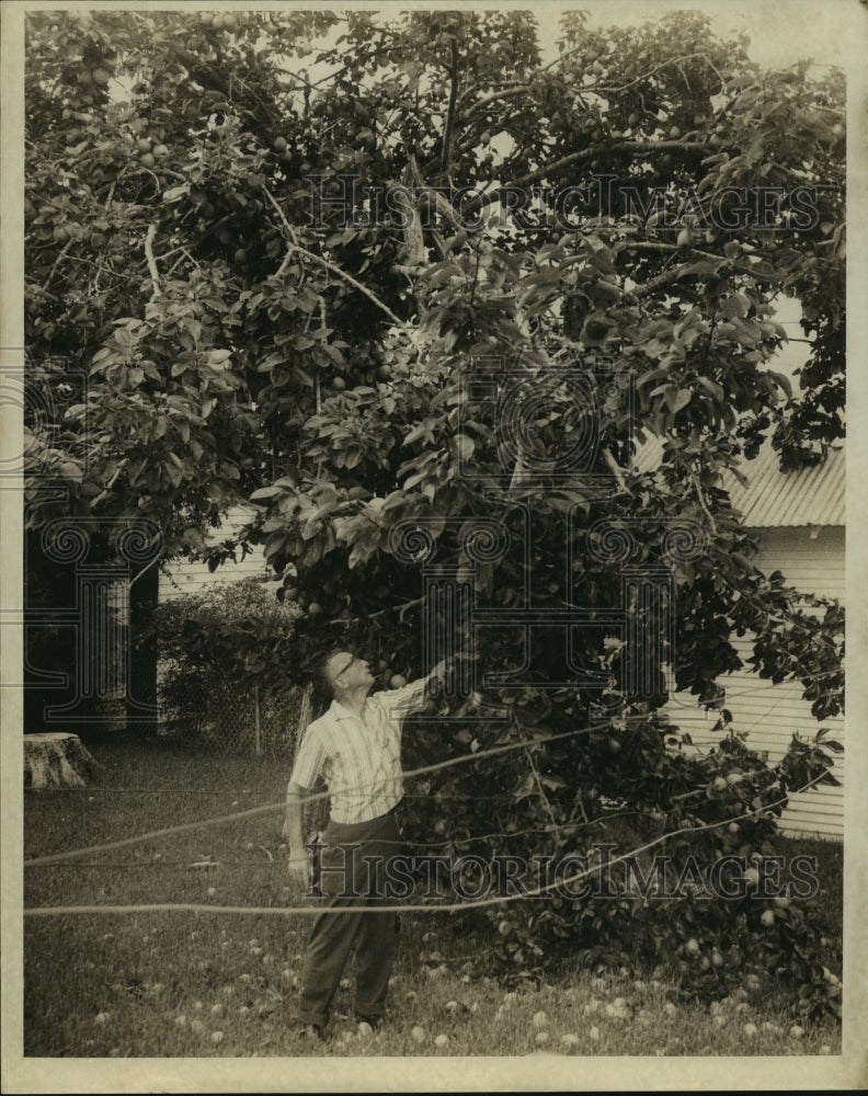 1969 Press Photo Samuel Gulottaz examines a tree- Historic Images