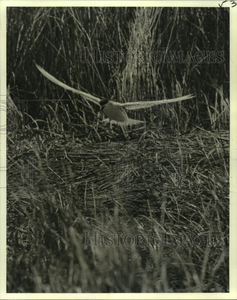 1978 Press Photo Migratory birds gather back home to Grassy Island- Historic Images