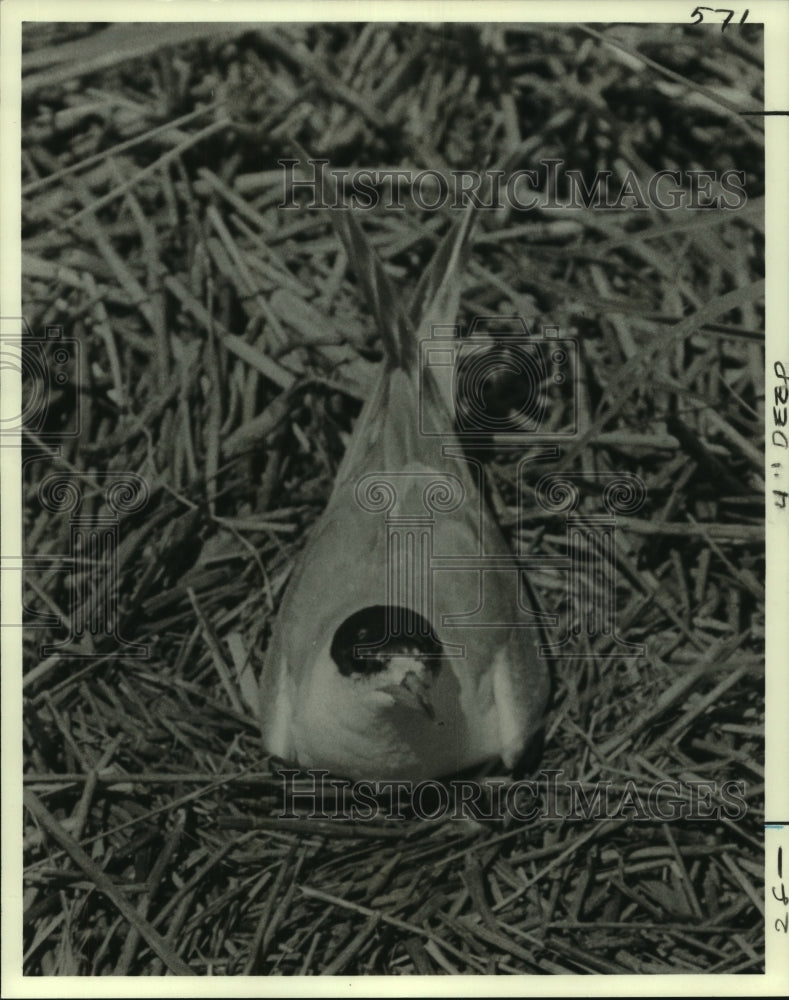 1978 Press Photo A migratory bird takes a break at Grassy Island- Historic Images