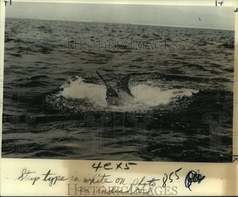 1974 Press Photo Tarpon Rodeo - Blue Marlin breaking the surface in blue water- Historic Images