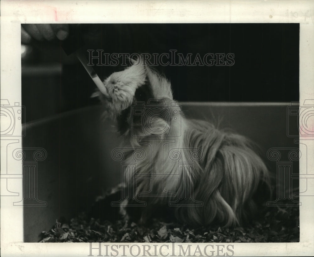 1964 Press Photo Peruvian drinks milk from dropper after giving birth - Historic Images