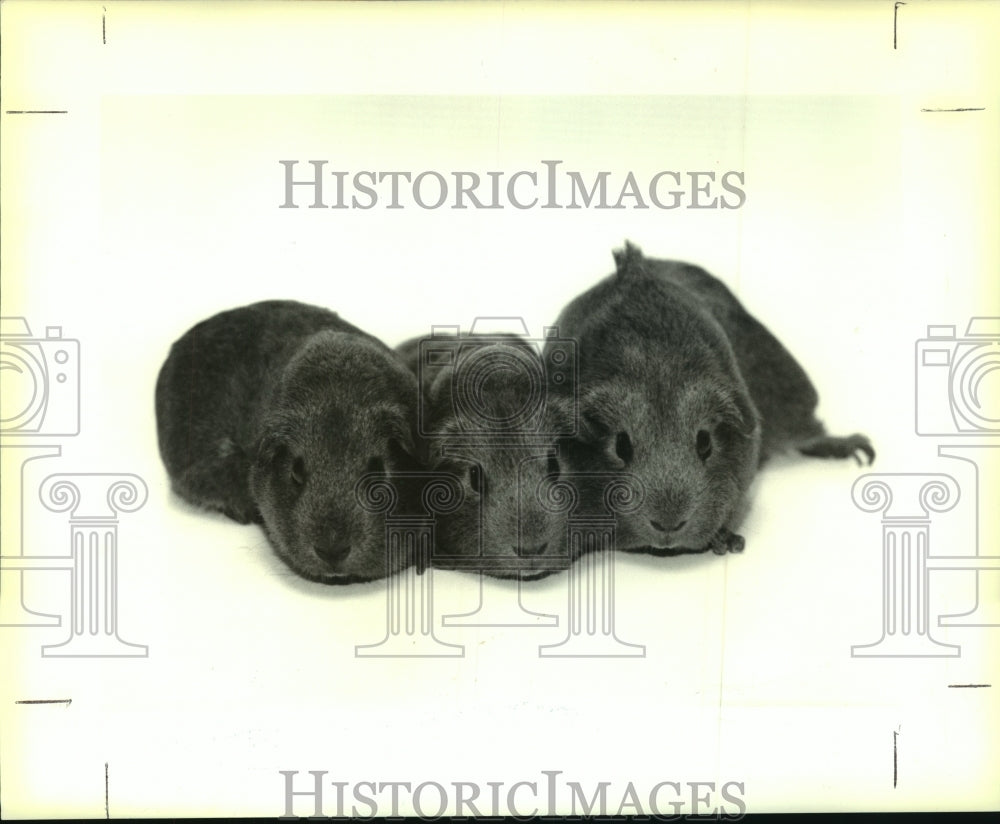  Press Photo A brown mother guinea pig &amp; her two sons to be given away- Historic Images