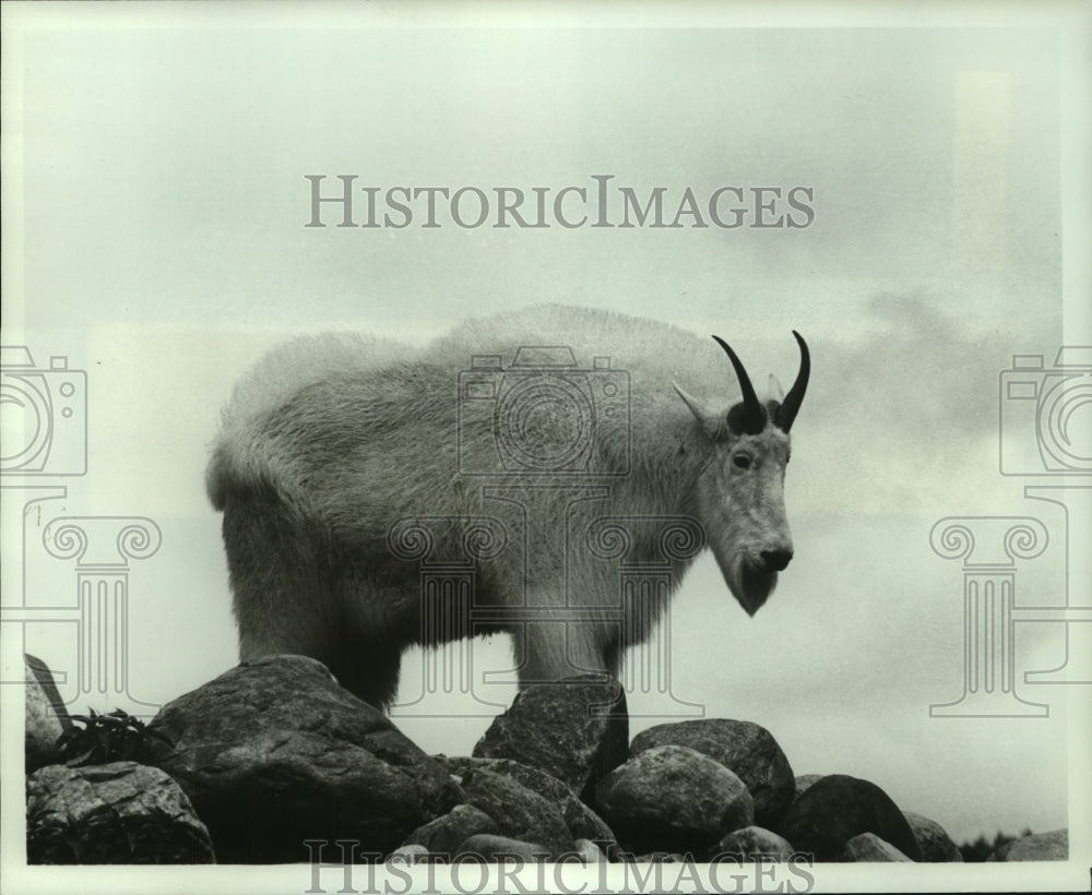 1979 Press Photo Rocky Mountain goat, citizen of the highest Montana country- Historic Images