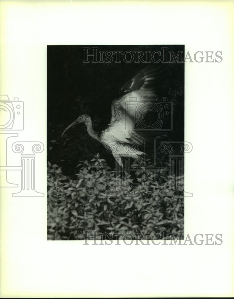 1993 Press Photo White Ibis, Spider in Web at Honey Island Swamp, Louisiana- Historic Images