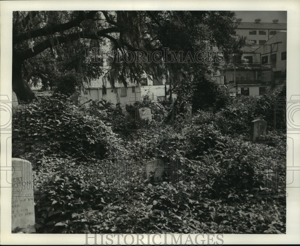 1967 Press Photo High weeds at Holt Cemetary - nob35234