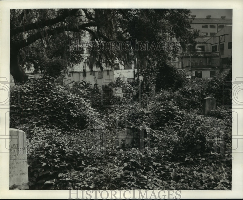Load image into Gallery viewer, 1967 Press Photo High weeds at Holt Cemetary - nob35234
