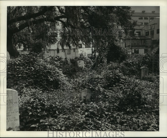 1967 Press Photo High weeds at Holt Cemetary - nob35234