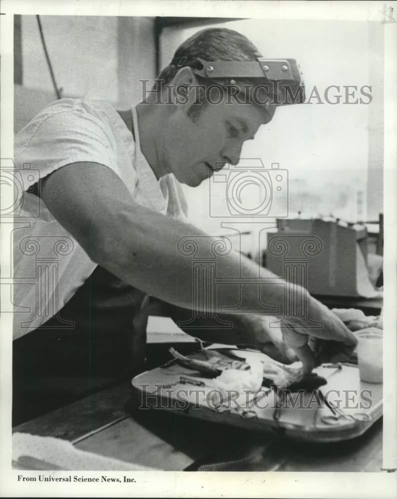 1970 Press Photo Dr. Horace Macvaugh operates on a rat- Historic Images