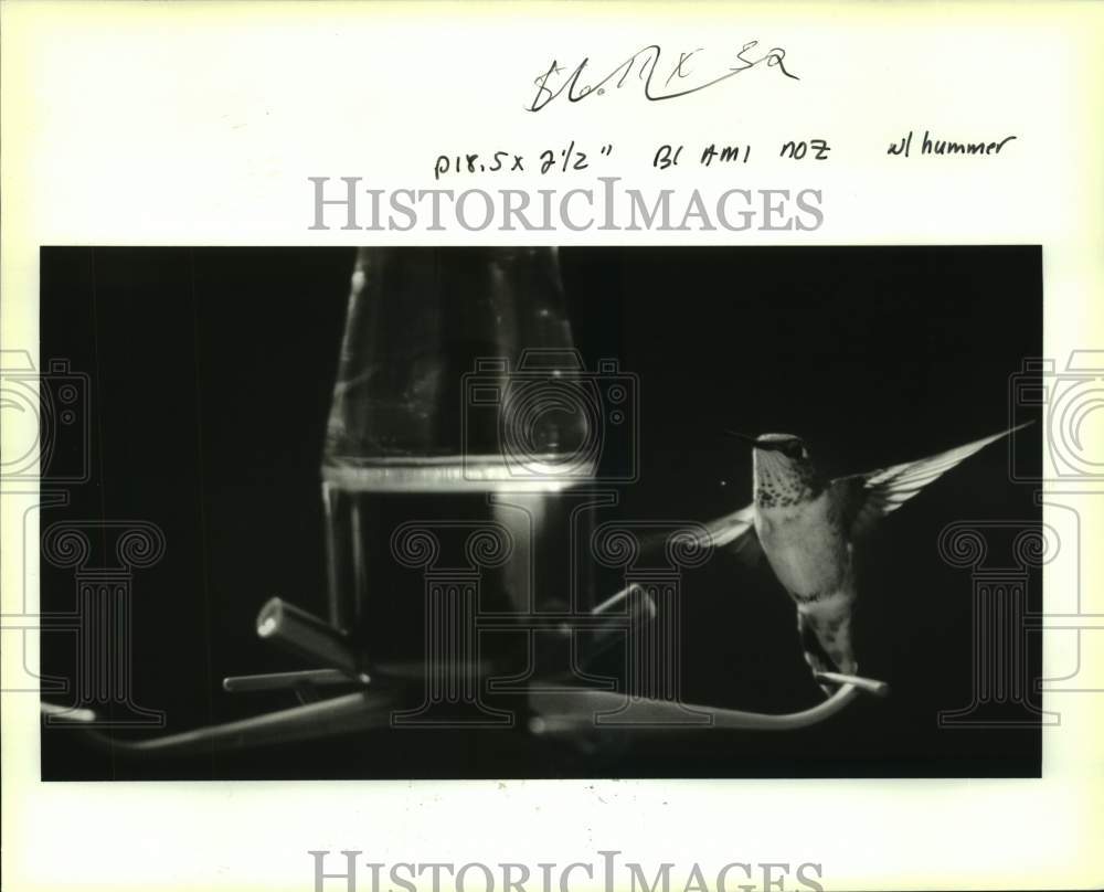 1992 Press Photo Hummingbird next to feeder at Nancy Newfield&#39;s kitchen window.- Historic Images