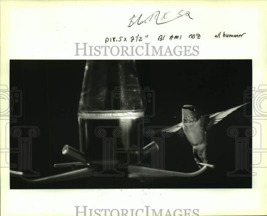 1992 Press Photo Hummingbird next to feeder at Nancy Newfield's kitchen window.- Historic Images
